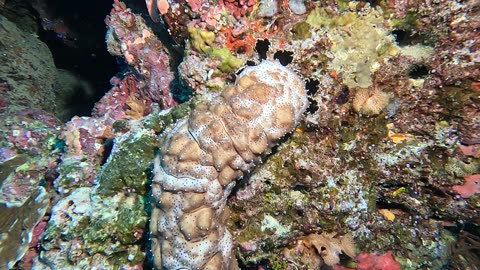 Bizarre Sea Cucumber