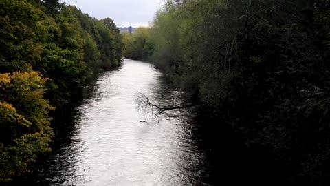 A River with Dense Trees Foliage