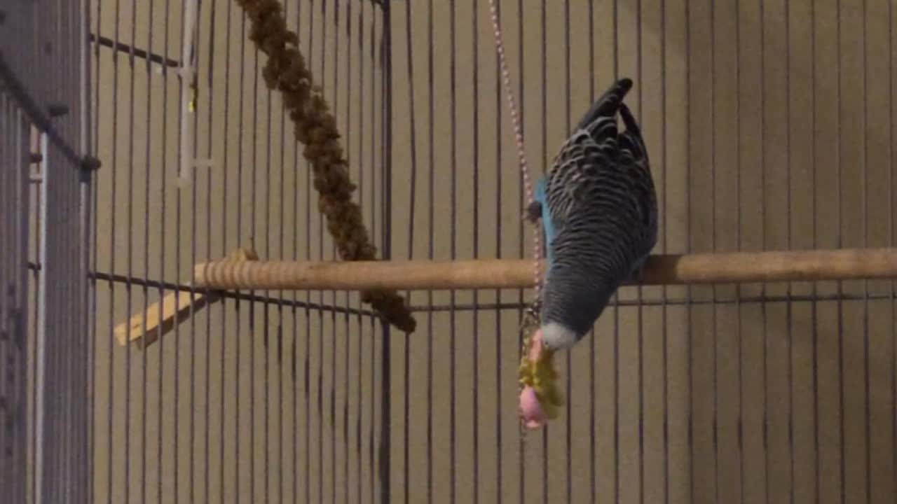 Parakeet has swinging good time with toy necklace