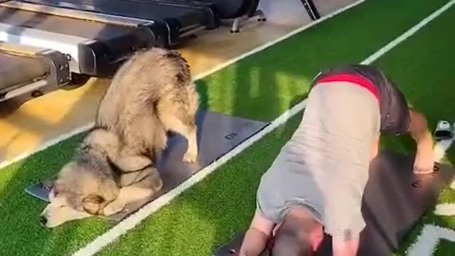 Cute and Funny Dog Doing Exercise At the Gym