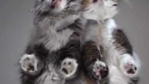 Funny and cute cat will make you lagh full day