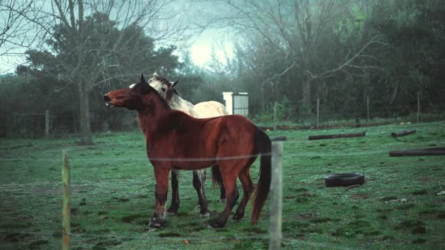 The most beautiful video clip of the horse