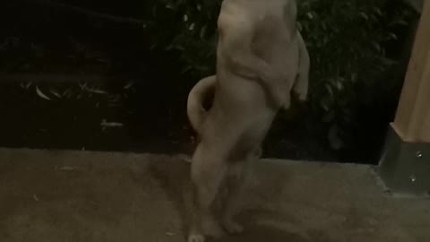 A dog stands on two legs
