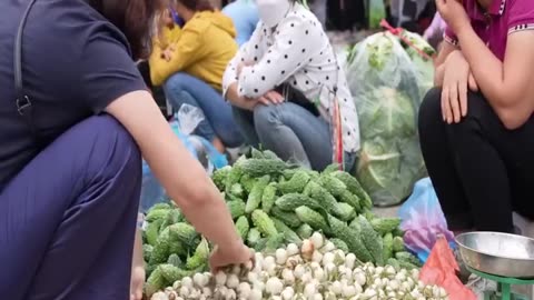 Harvesting Bitter Melon & brinjal