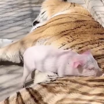 Little piggy get out of there before it wakes up 😱