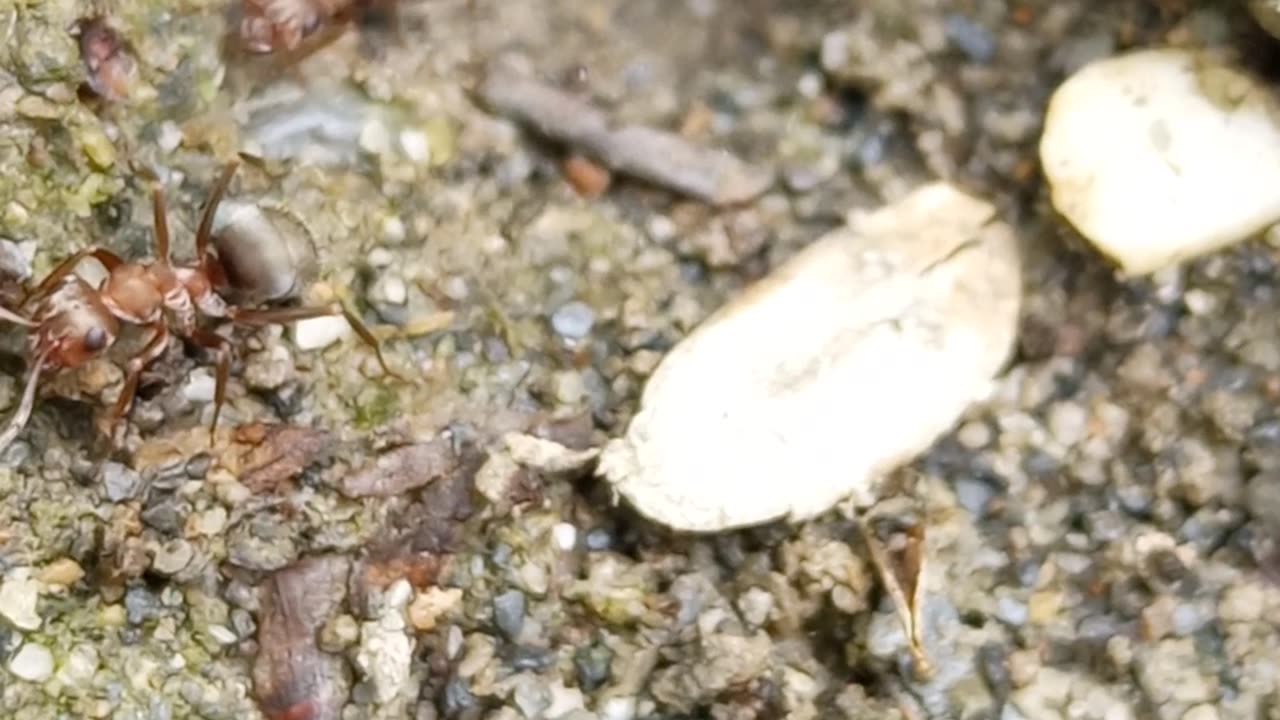Ant home