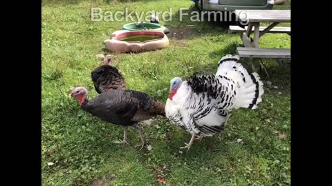 Turkey Showing his Fanny