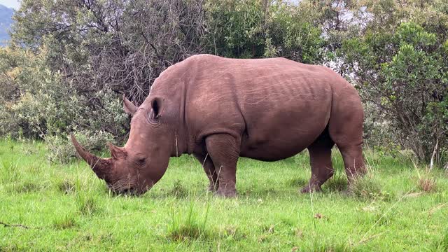 The white rhinos ||