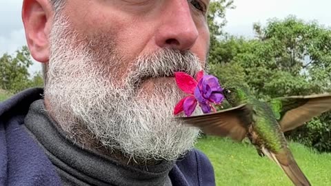 Two Hummingbirds Visit Man Holding Flower