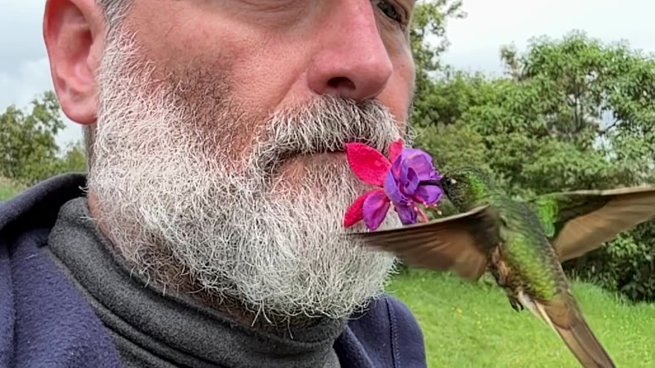 Two Hummingbirds Visit Man Holding Flower