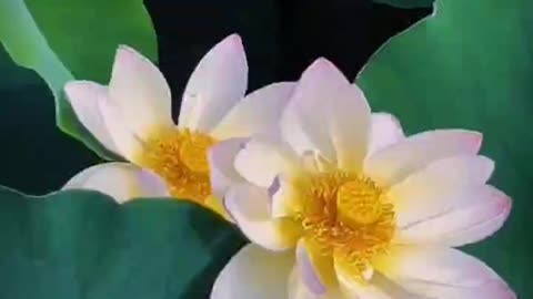 Beautiful lotus