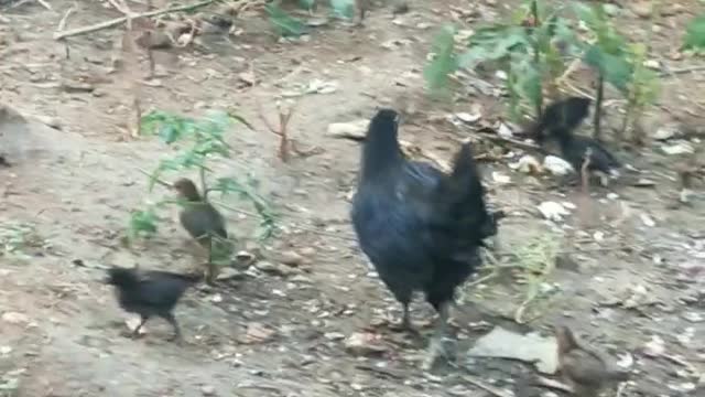 Chicken with its Babies searching for Food