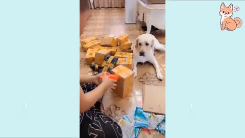 Funny smart and cute dogs videos