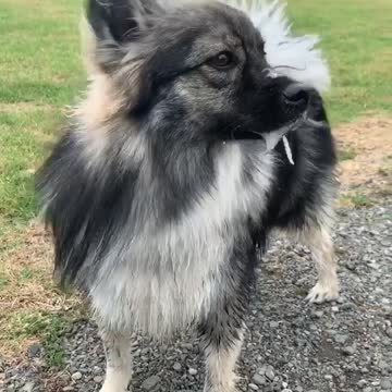 Overly-excited pup drools whenever he's at the dog park