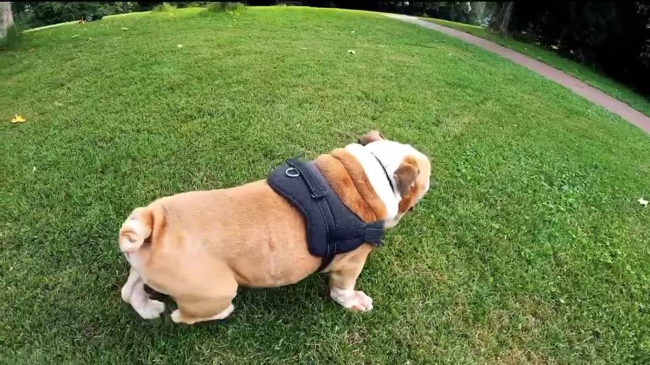 Cute dog rolls great