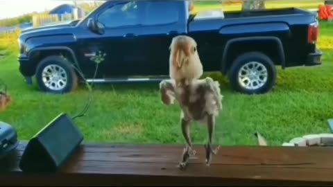Music bird dance 82