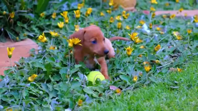 Funny Puppies And Cute Puppy Videos Compilation