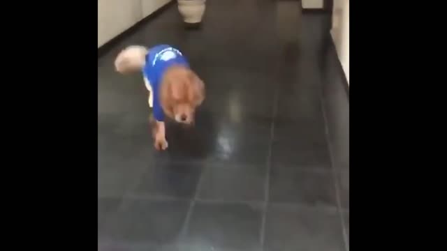 Cute and Funny Cat Dog