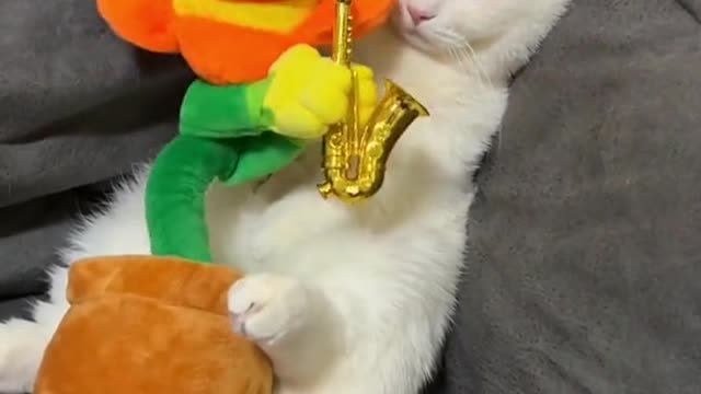 Cat playing