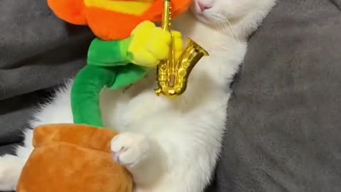 Cat playing