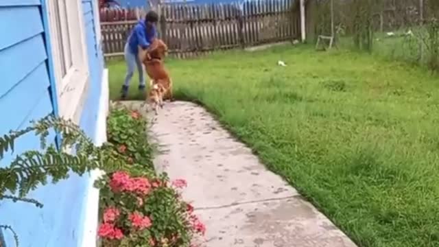 Lady Castled By Her Pet Doggies.