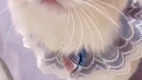 Cute Cat Videos