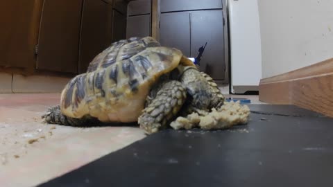 Tordy The Tortoise - Mazuri Tortoise Diet Breakfast