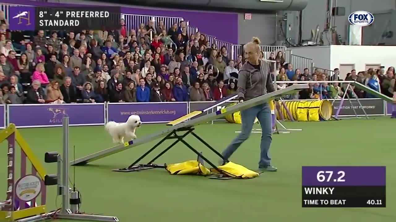 Watch 5 of the best WKC Dog Show