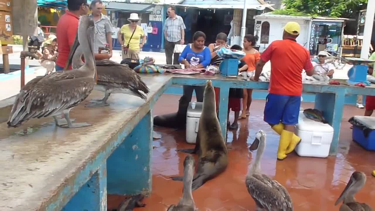 Sea lions at fish market