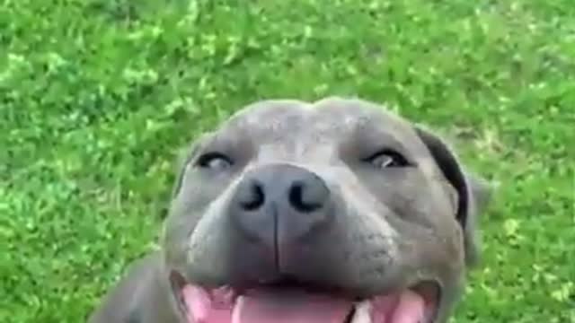 Cute Dog reacts!