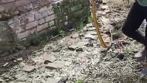Catch snake