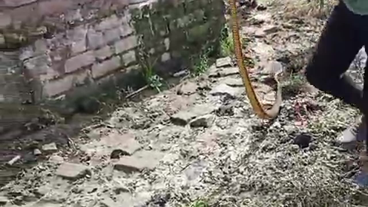 Catch snake