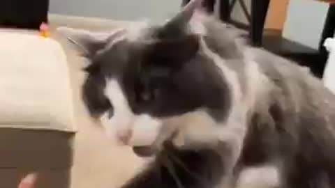 Cute cats videos around the world#6