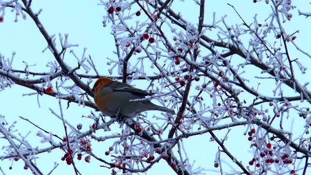 a bird looking for its food in the branches of a snowy tree