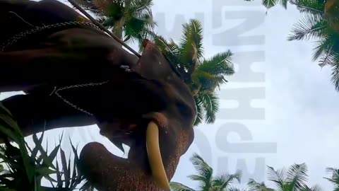 മാമ്പിയുടെ സ്വന്തം വിഷ്ണു..