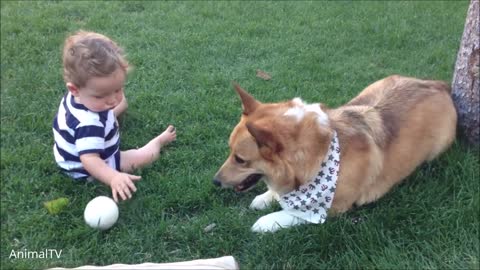 Cute and Funny dogs video, Smart Animal part7