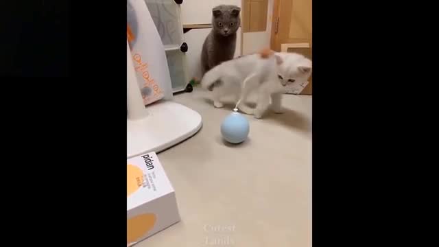 💗Cute And Funny Pets | Try Not To Laugh To These Pets Compilation #7💗 Cutest Lands