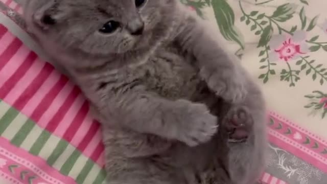 Funny and cute cats lezy play video