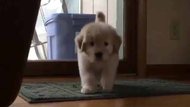 watch my cute puppy funny running to me