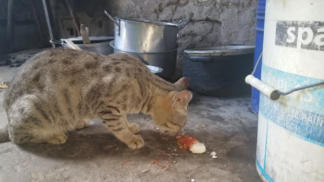 my cat eats the snack