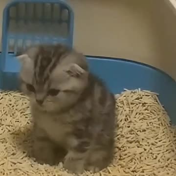 Kittecat Video and Cute Cat Video