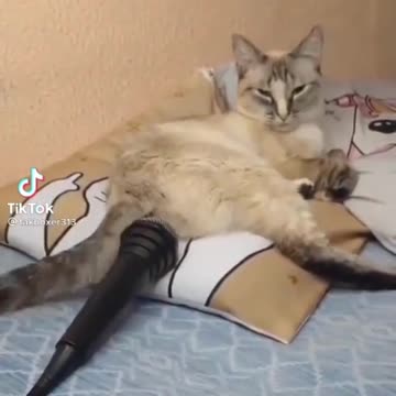 Don't miss End #funny cat 😺😂🤣