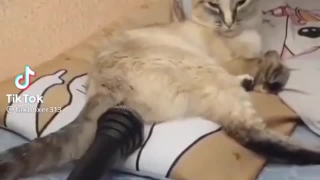 Don't miss End #funny cat 😺😂🤣