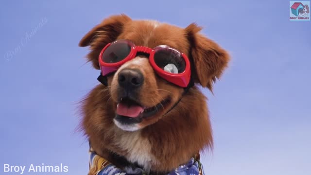 Most Cutest Baby Dogs Video Collection