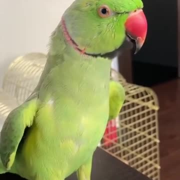 Cool talking parrot!