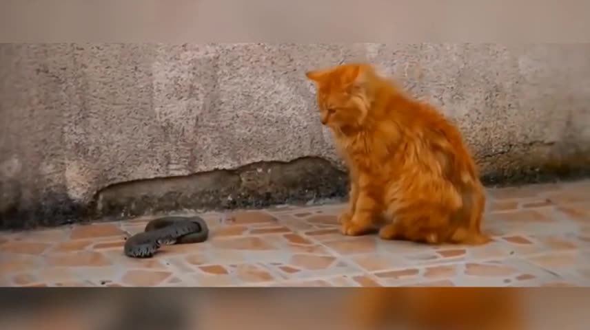 cat vs snake 3