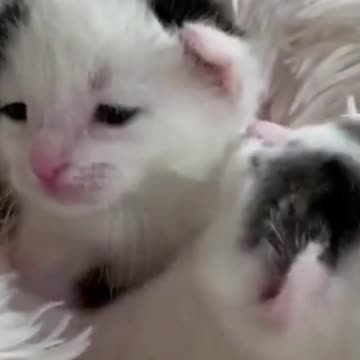 small cats / babies #kittens #cats #cat #shorts