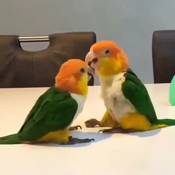 Just love them, so damn cute❤️❤️❤️😊