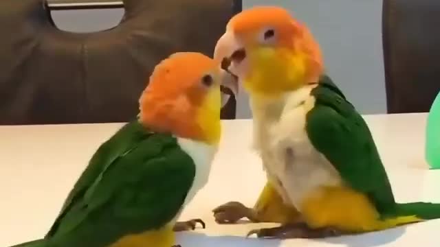 Just love them, so damn cute❤️❤️❤️😊