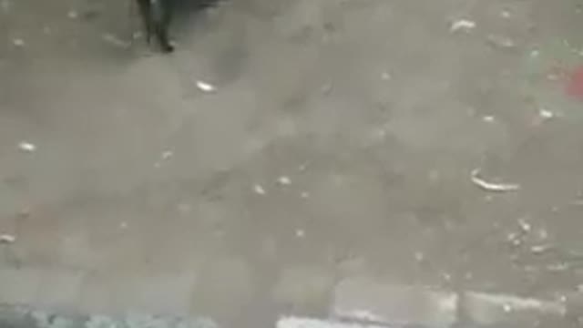 puppy disturbing two cock for give up there fighting